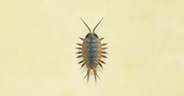 【Animal Crossing】Wharf roach - How To Catch & Price【ACNH】 - GameWith 【Animal Crossing】Wharf roach - How To Catch & Price【ACNH】 - GameWith