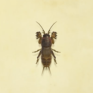 Acnh Mole Cricket How To Catch Price Animal Crossing Gamewith