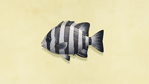 Acnh Barred Knifejaw How To Catch Price Animal Crossing Gamewith