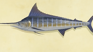 Animal Crossing New Horizons | Marlin bleu – Comment pêcher et prix | ACNH