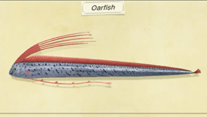ACNH | Oarfish - How To Catch & Price | Animal Crossing - GameWith