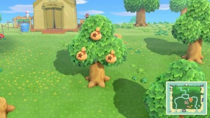 Money Tree